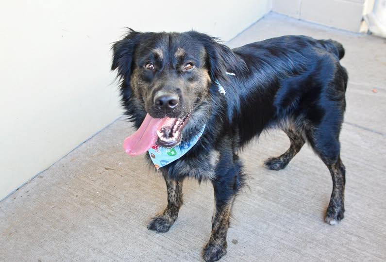 Enlarge Klunk, a Adoptable Shepherd in McKinney, TX image 1/1