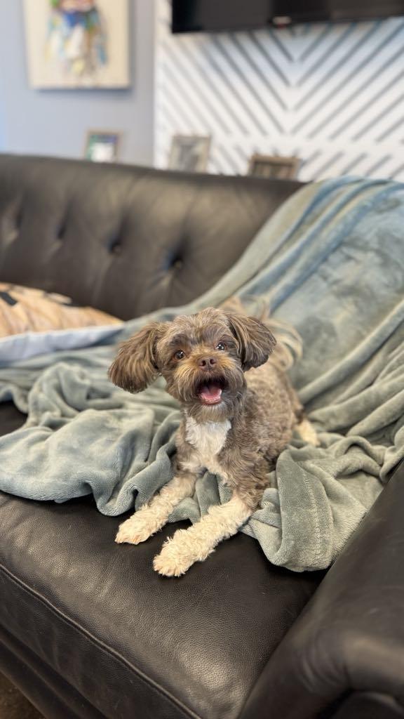 Enlarge Lucy, a Adopted mixed breed in San Angelo , TX image 1/6