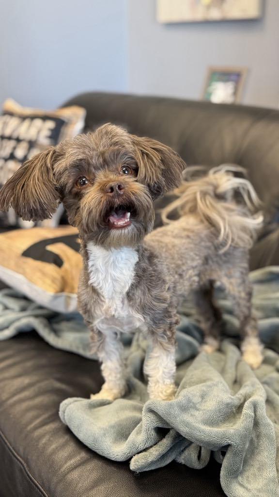 Enlarge Lucy, a Adopted mixed breed in San Angelo , TX image 2/6