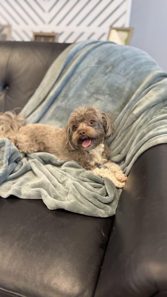 Enlarge Lucy, a Adopted mixed breed in San Angelo , TX image 4/6