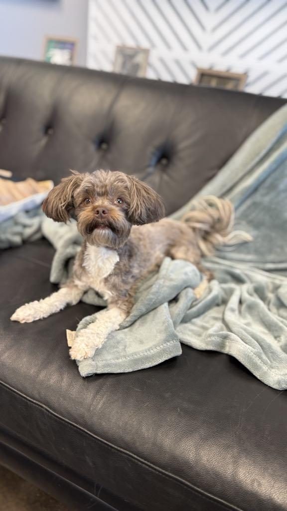 Enlarge Lucy, a Adopted mixed breed in San Angelo , TX image 5/6