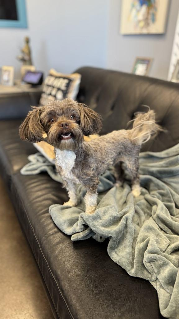 Enlarge Lucy, a Adopted mixed breed in San Angelo , TX image 6/6