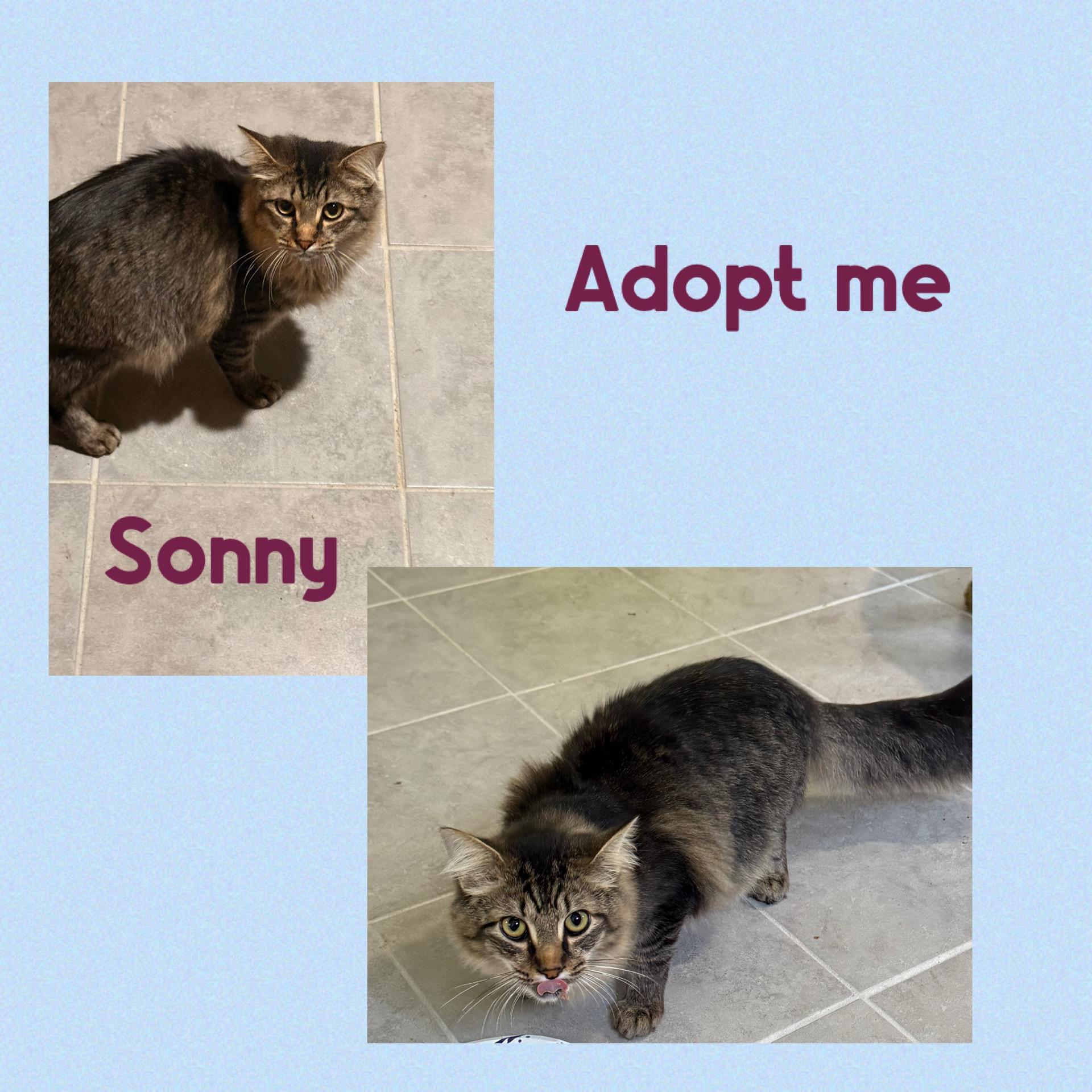Enlarge Sonny, a Adopted mixed breed in Howey in the hills, FL image 1/5