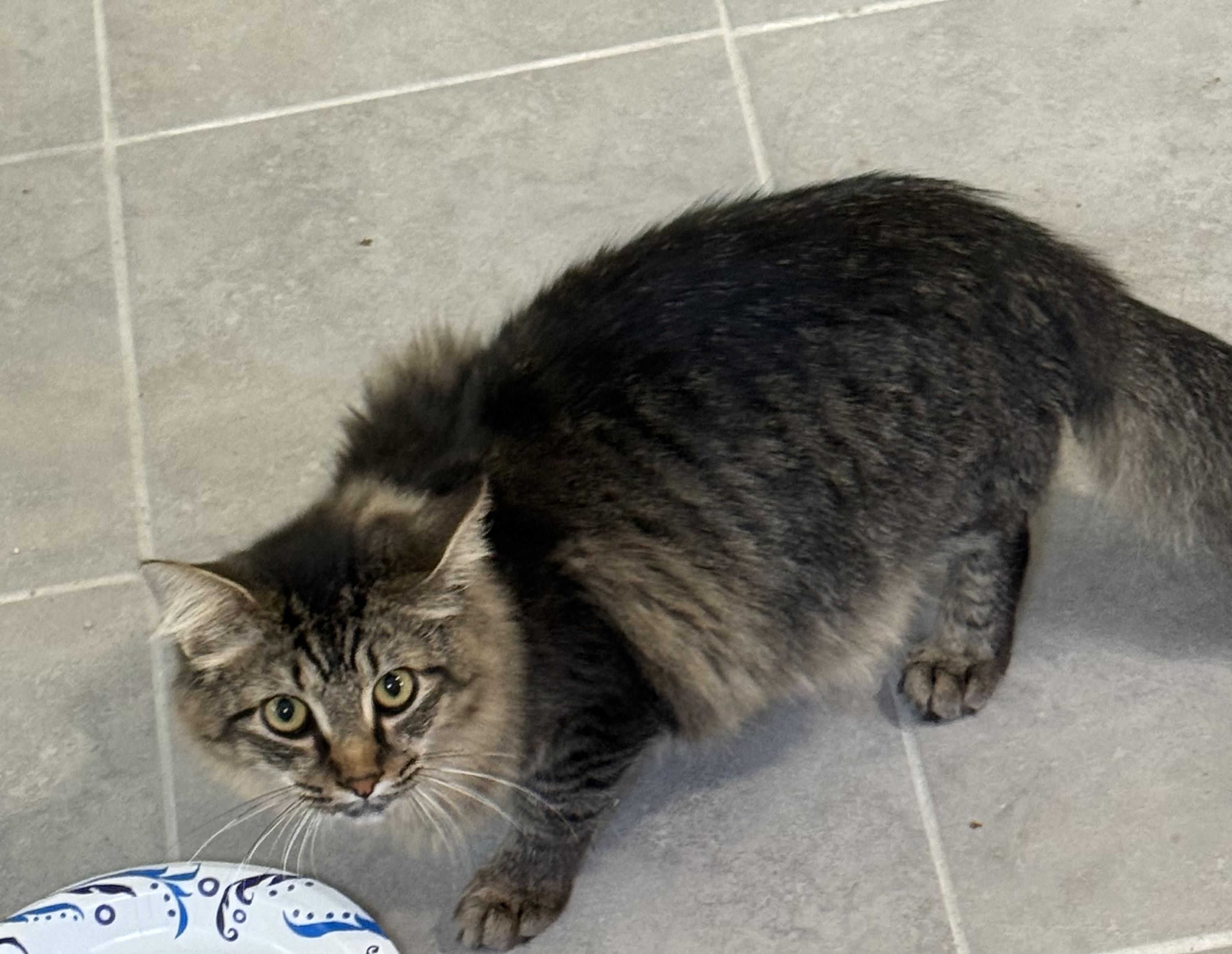 Enlarge Sonny, a Adopted mixed breed in Howey in the hills, FL image 2/5