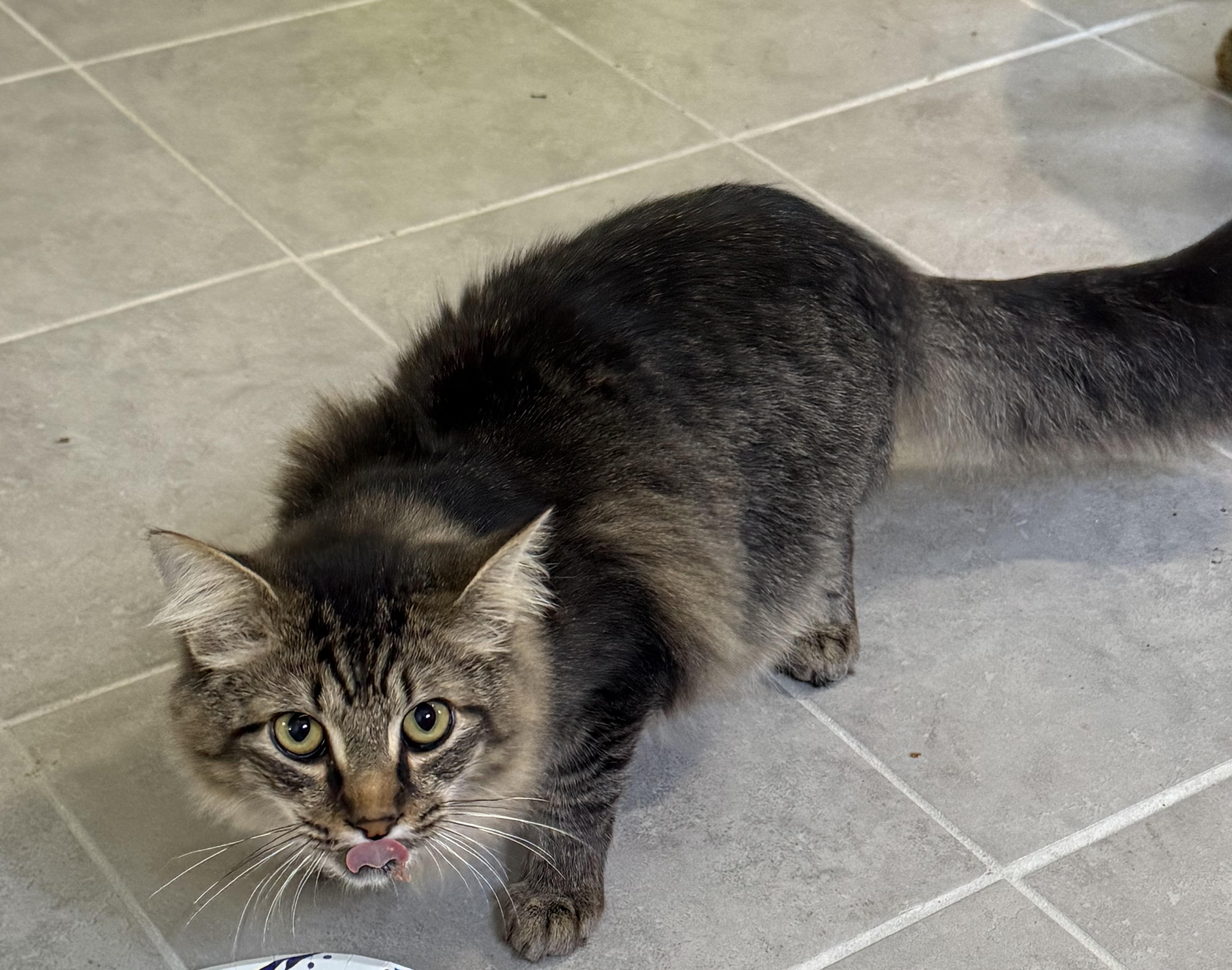 Enlarge Sonny, a Adopted mixed breed in Howey in the hills, FL image 3/5