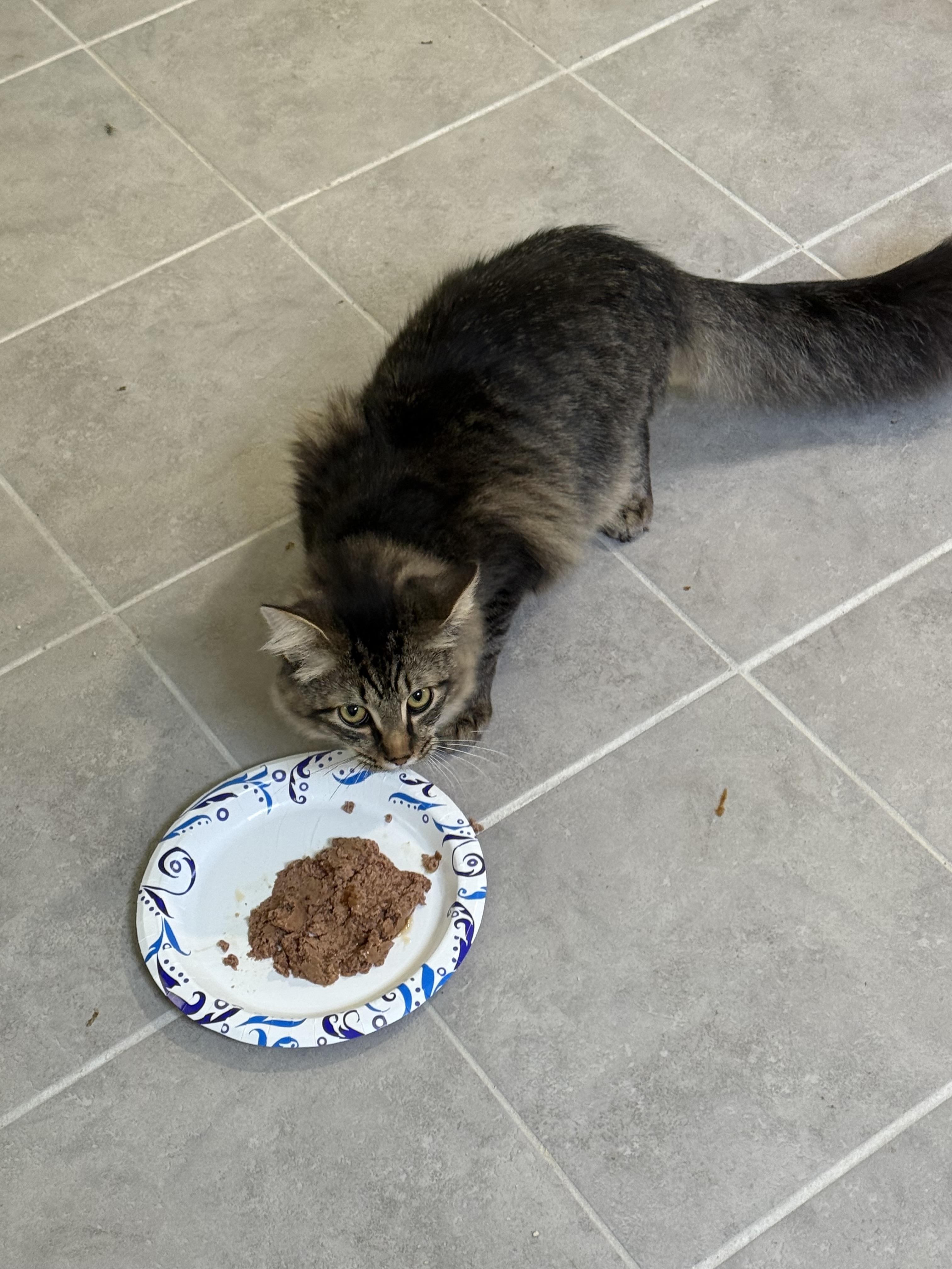 Enlarge Sonny, a Adopted mixed breed in Howey in the hills, FL image 4/5