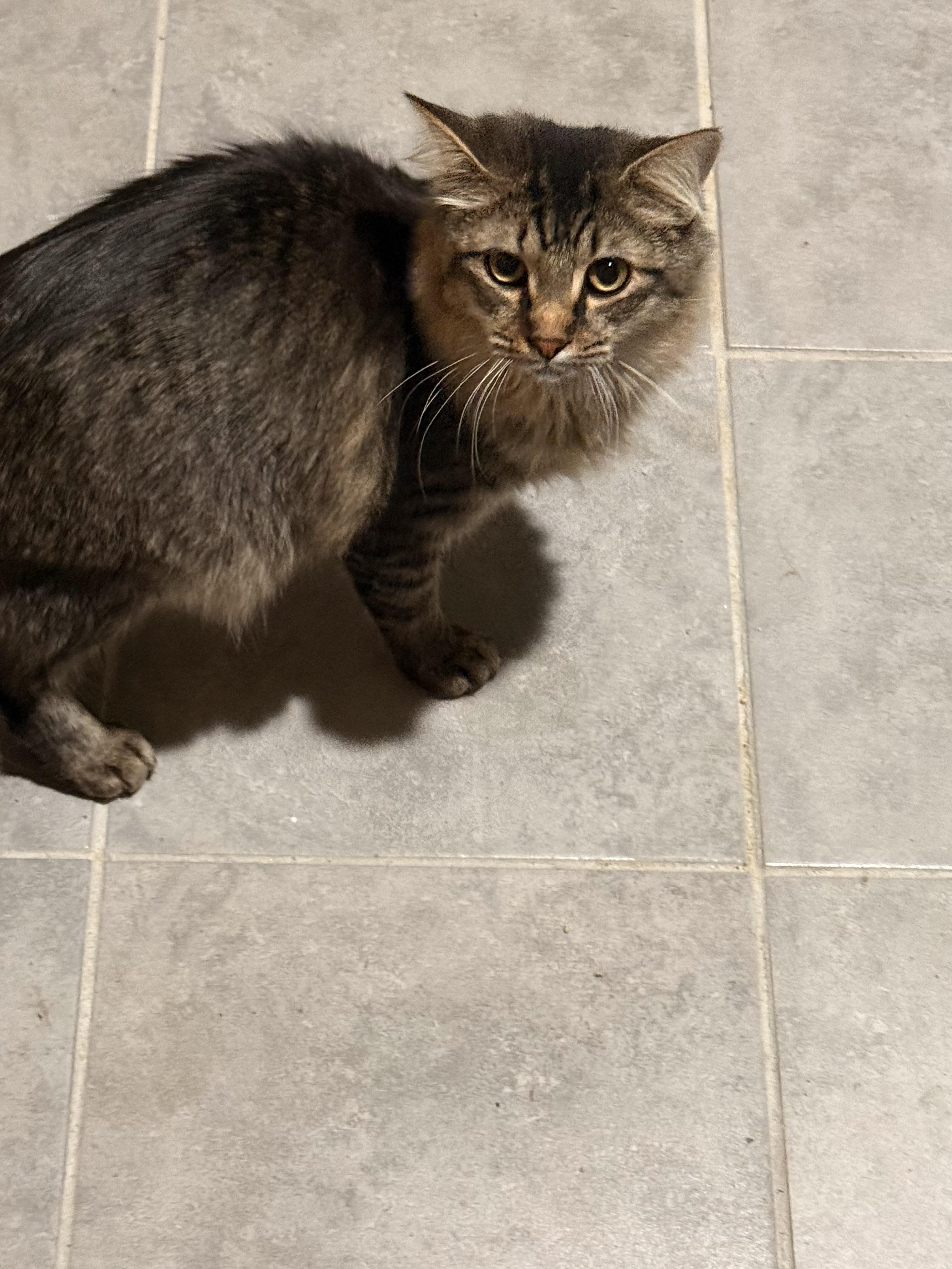 Enlarge Sonny, a Adopted mixed breed in Howey in the hills, FL image 5/5