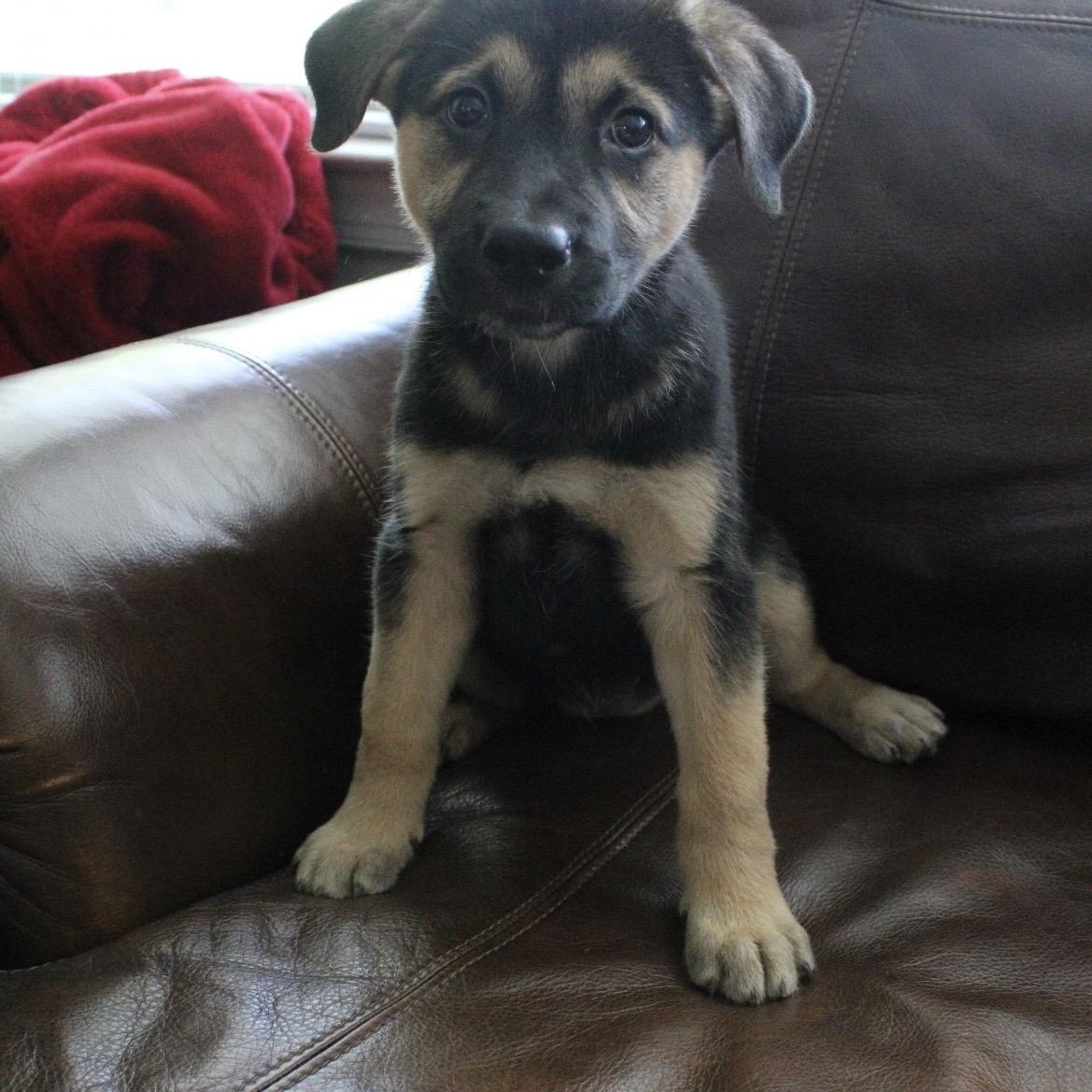 Enlarge Josie, an adopted mixed breed in Kannapolis, NC image 5/6