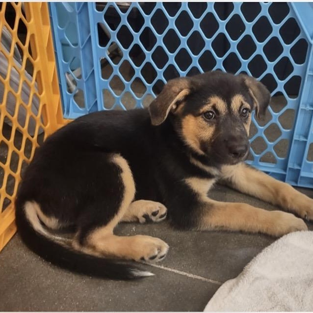 Enlarge Josie, an adopted mixed breed in Kannapolis, NC image 6/6