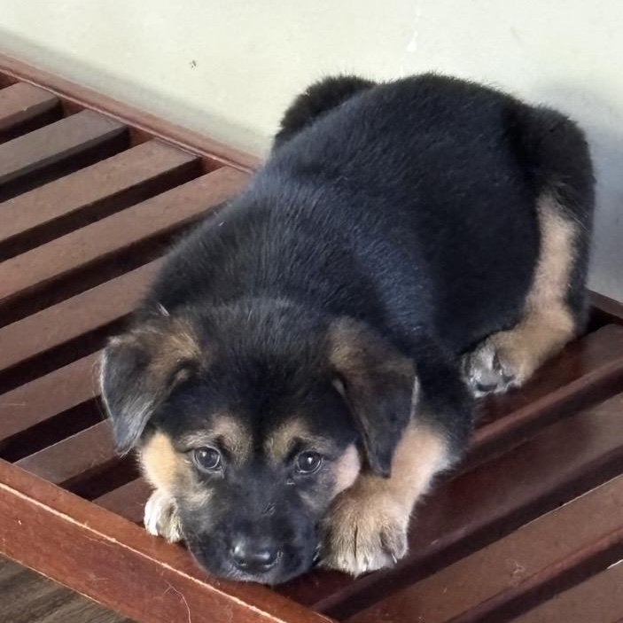 Enlarge Josie, an adopted mixed breed in Kannapolis, NC image 2/6