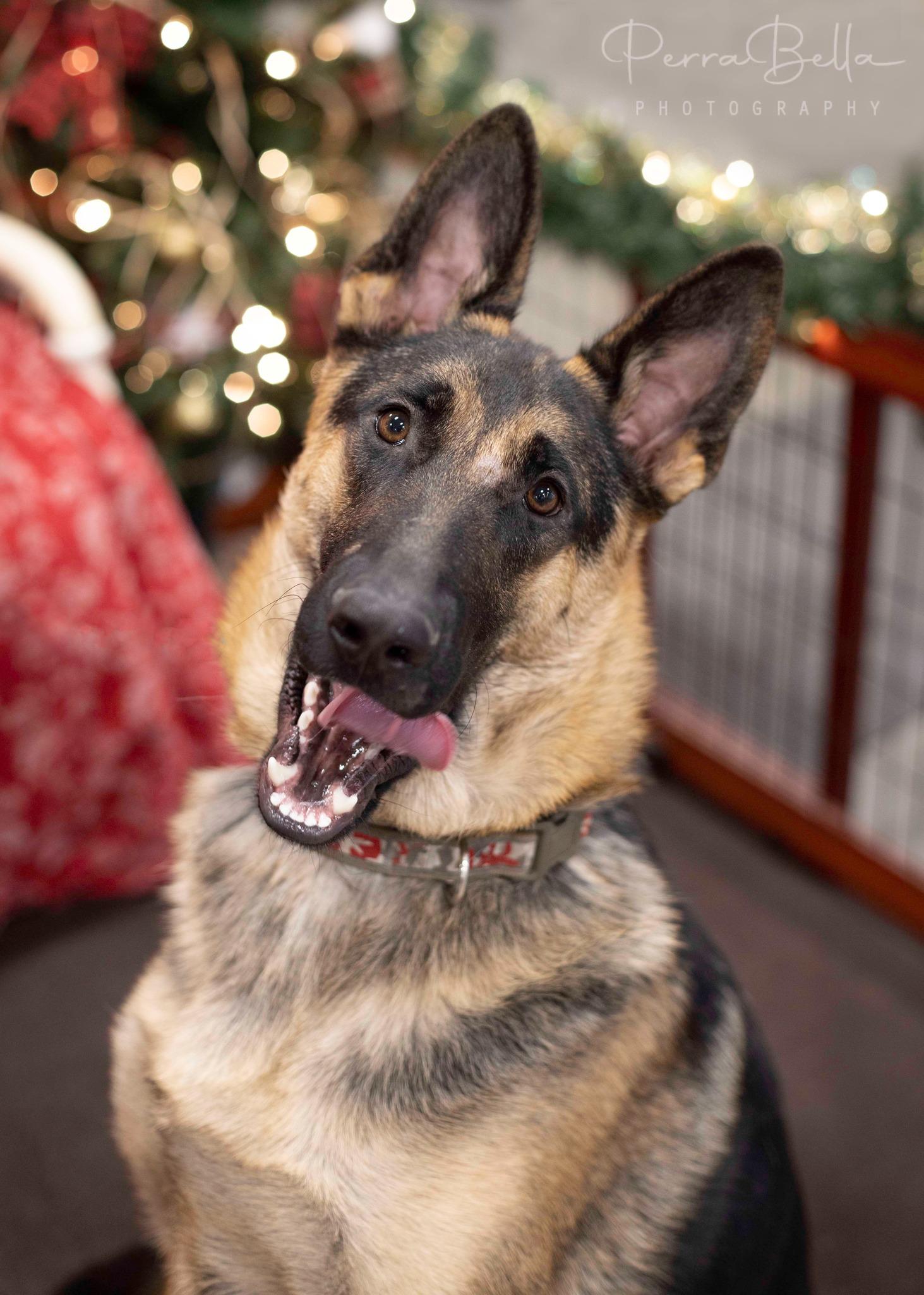 Wryker, a Adoptable German Shepherd Dog in West Richland, WA image 2/6