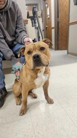 Prince, Adoptable, Adult Male Pit Bull Terrier.