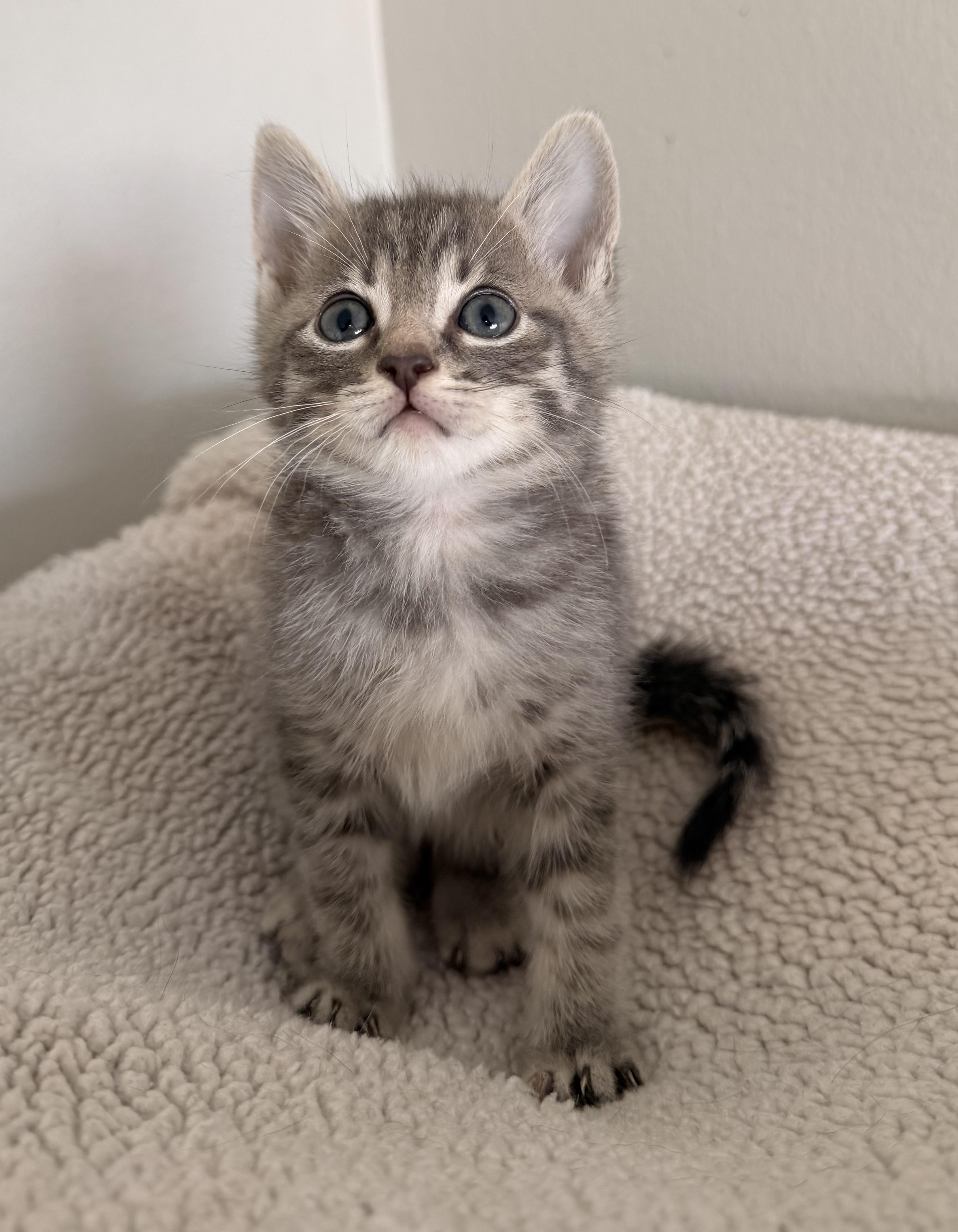 Enlarge Nico, a Adoptable Domestic Short Hair in Long Beach, CA image 1/1
