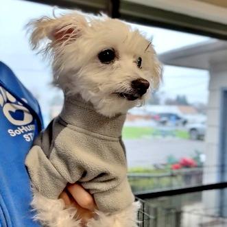 Zoey, Adoptable, Senior Female Mixed Breed.