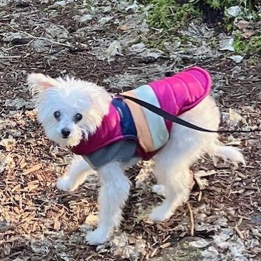 Enlarge Zoey, a Adoptable Mixed Breed in Medford, OR image 2/4