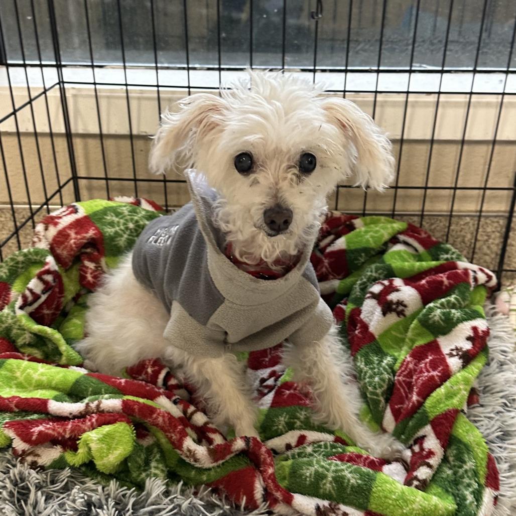 Enlarge Zoey, a Adoptable Mixed Breed in Medford, OR image 3/4