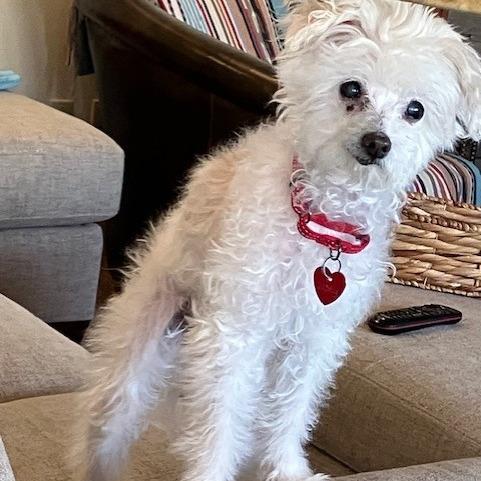Enlarge Zoey, a Adoptable Mixed Breed in Medford, OR image 4/4