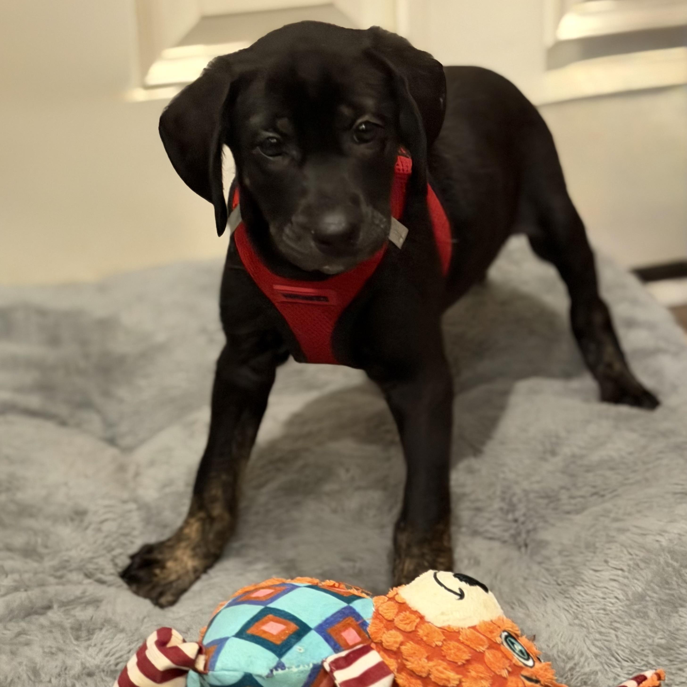 Enlarge Suki, an adopted mixed breed in Ellicott City, MD image 2/3
