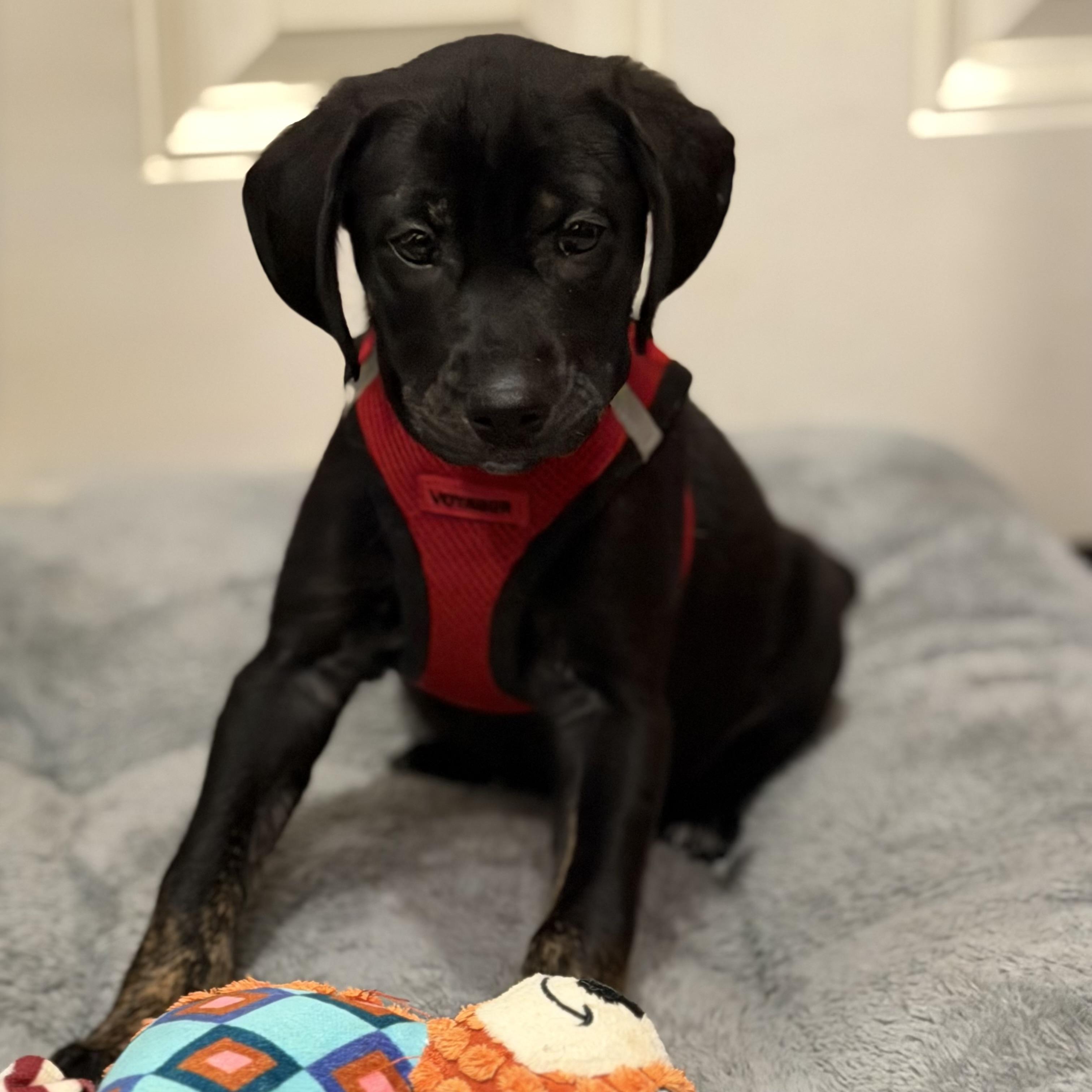 Enlarge Suki, an adopted mixed breed in Ellicott City, MD image 3/3