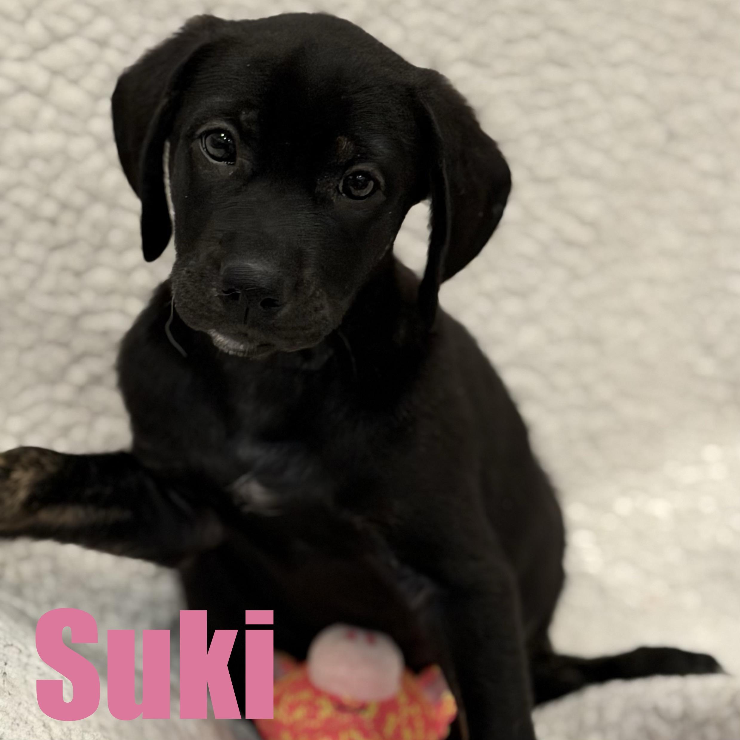 Suki, adopted, Puppy Female Border Collie & Mixed Breed.