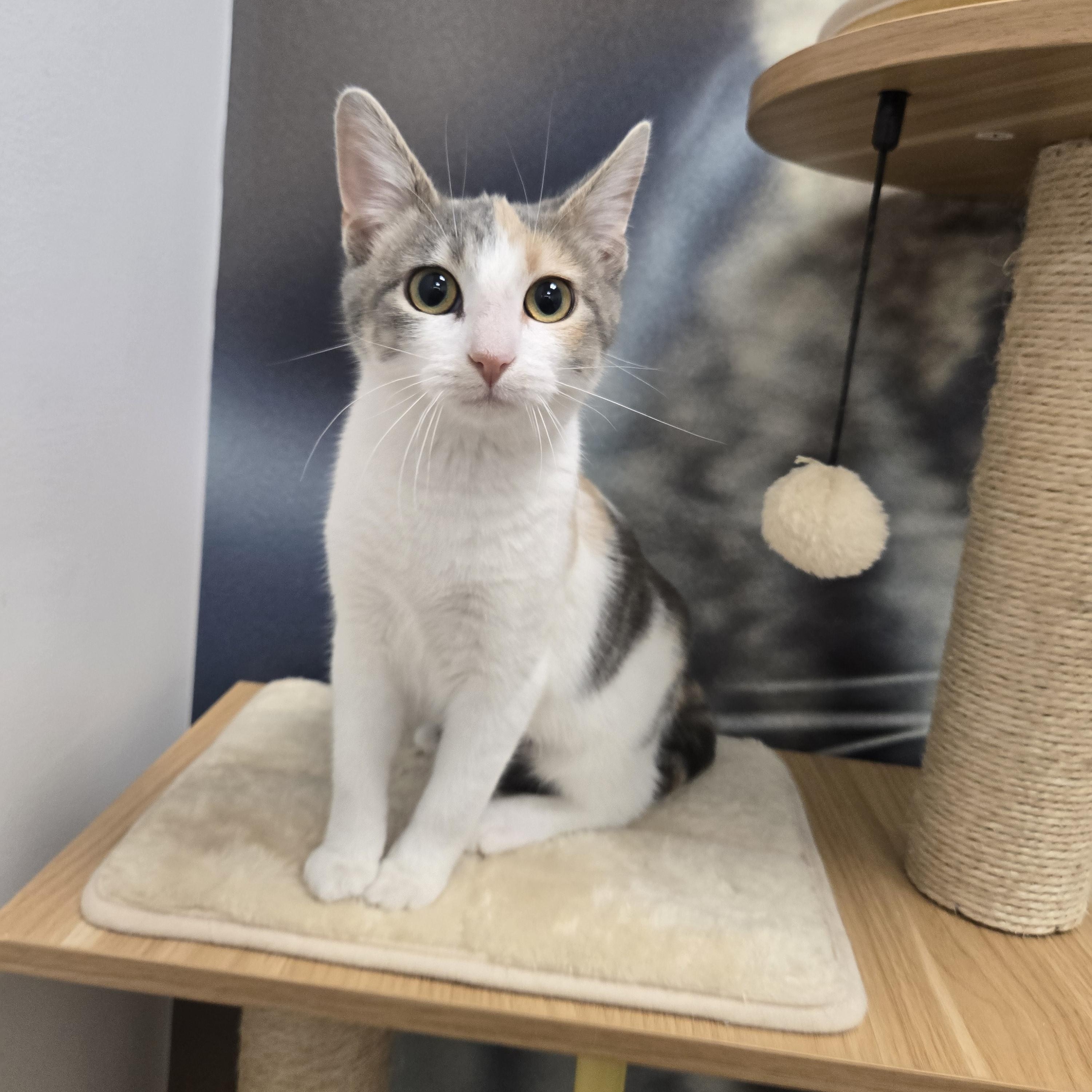 Enlarge Tibby, an adopted Domestic Short Hair in Sedalia, MO image 2/2