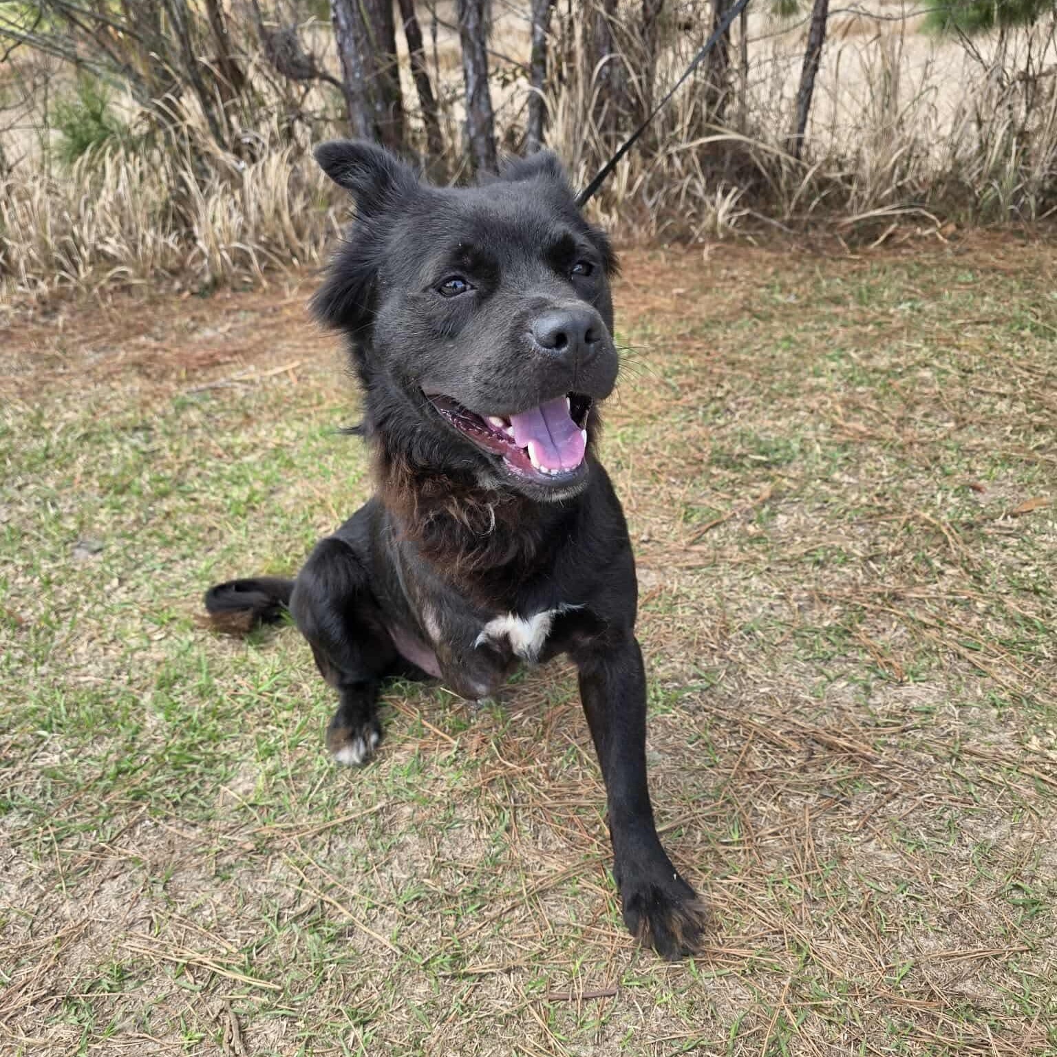 Spade, Adoptable, Young Male Border Collie.