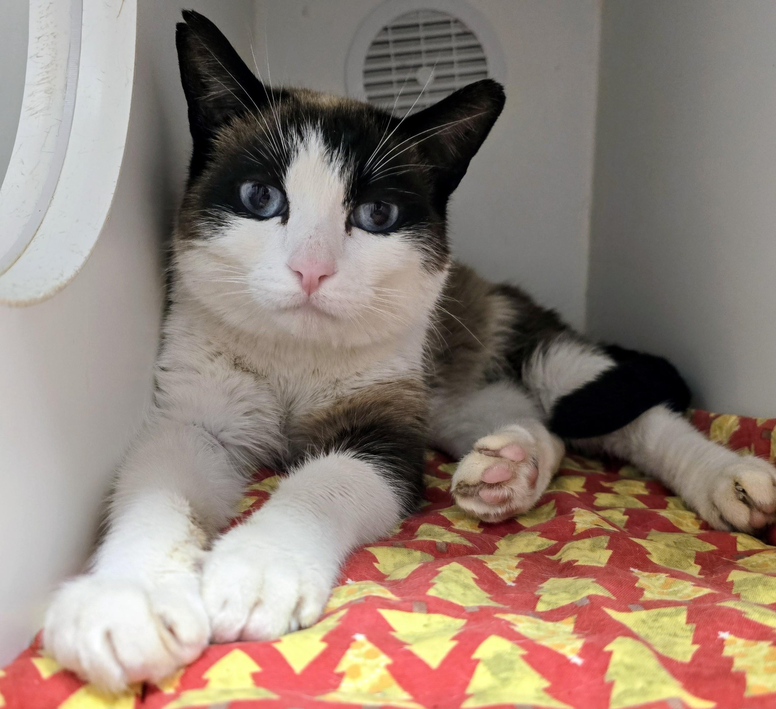 6-61 Cutie Pie, adopted, Adult Male Snowshoe.