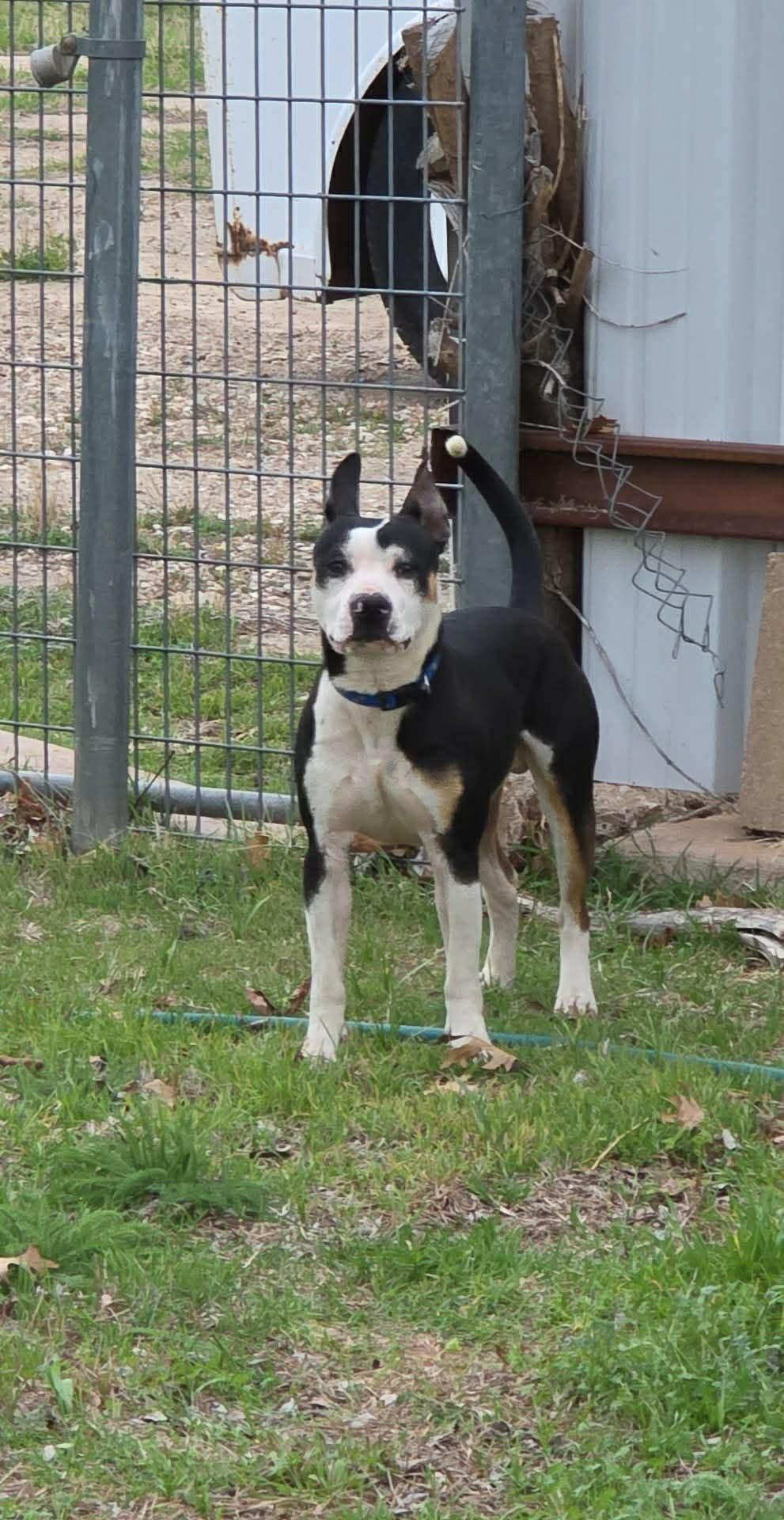 Chico, a ADOPTABLE mixed breed in Wichita Falls, TX image 3/5