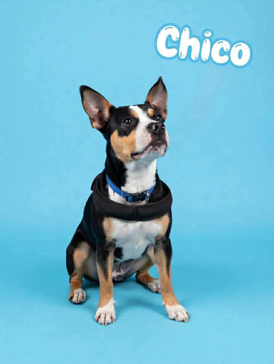 Chico, a ADOPTABLE mixed breed in Wichita Falls, TX image 1/5