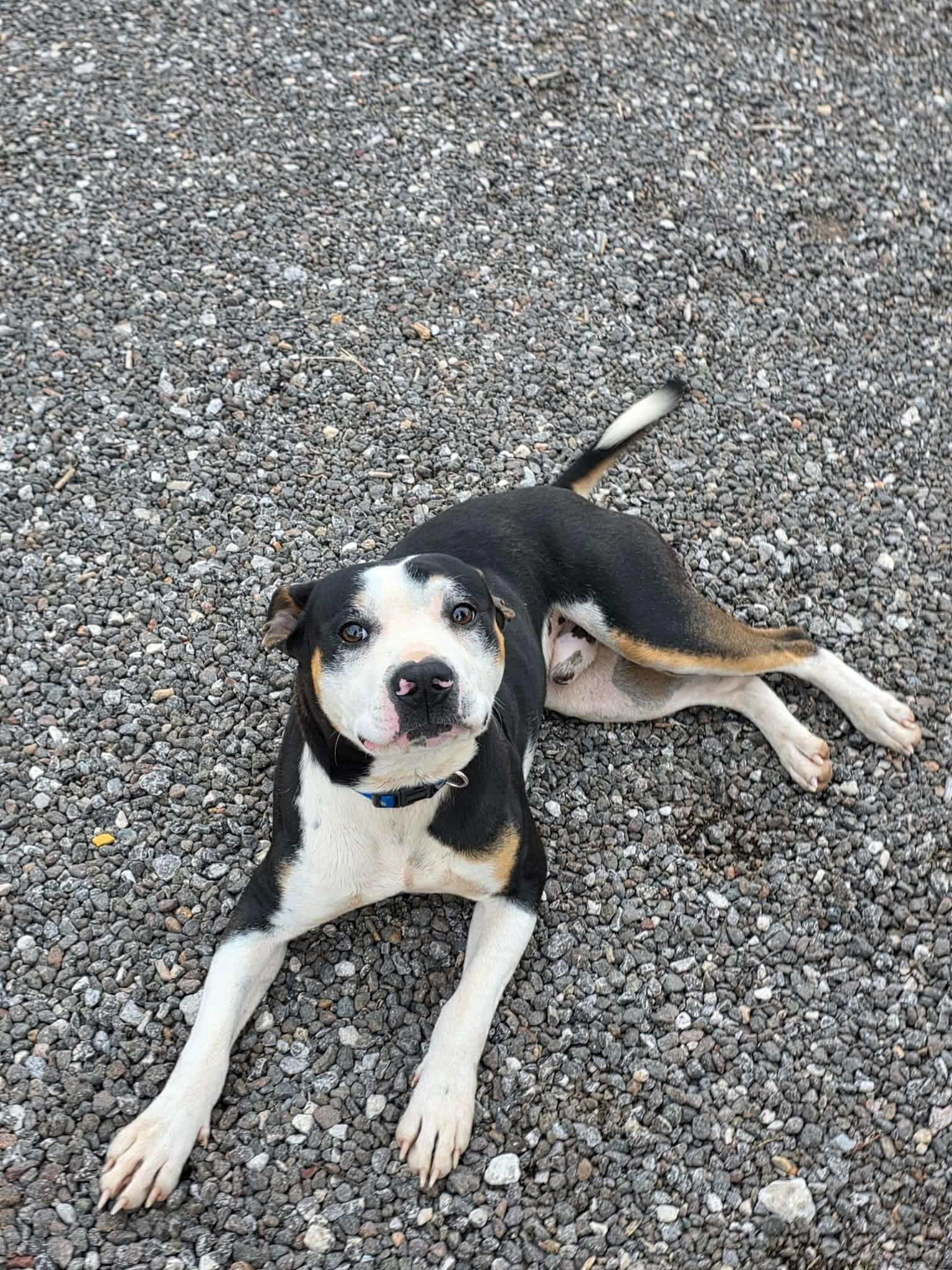 Chico, a ADOPTABLE mixed breed in Wichita Falls, TX image 5/5