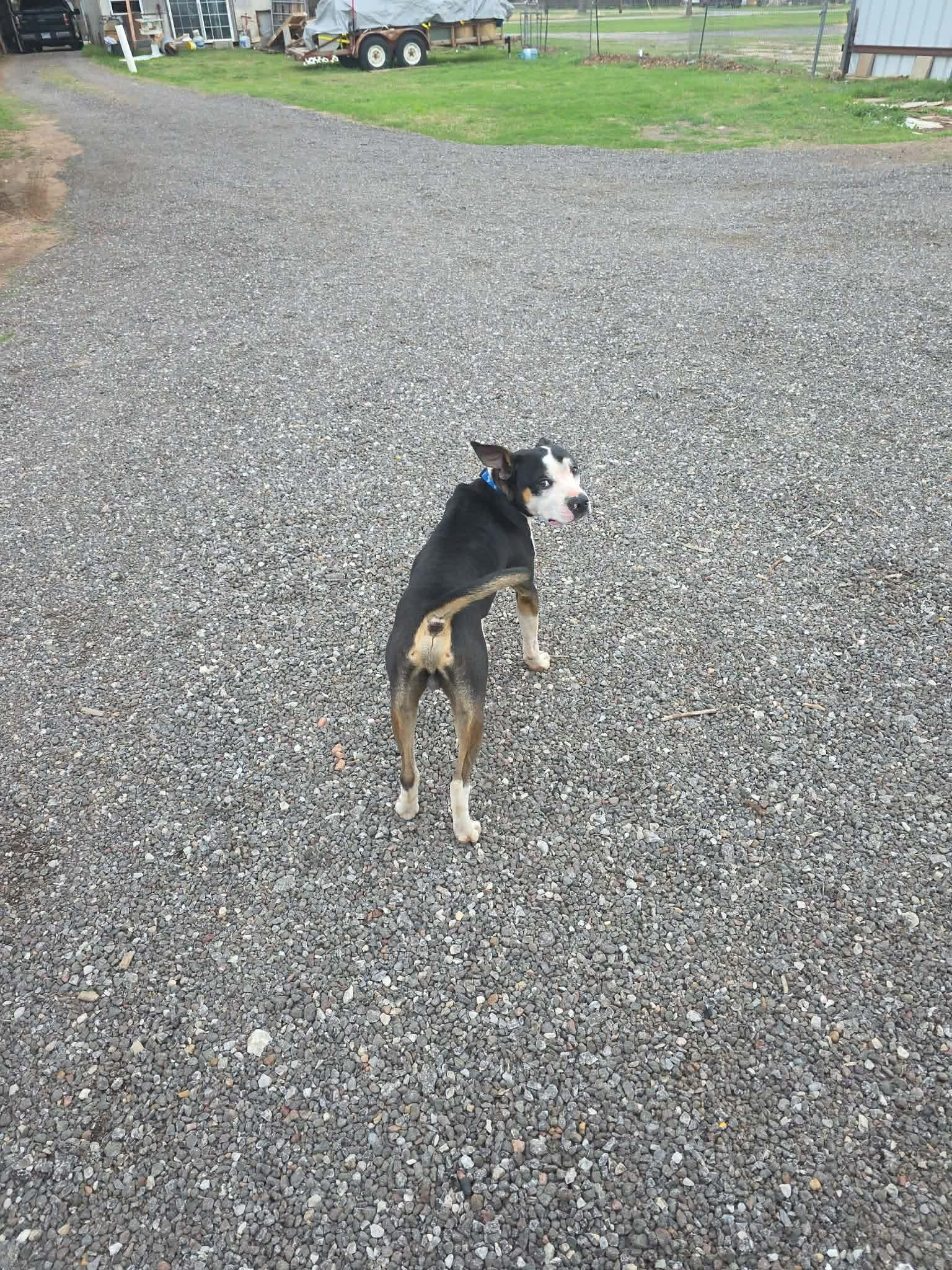 Chico, a ADOPTABLE mixed breed in Wichita Falls, TX image 4/5