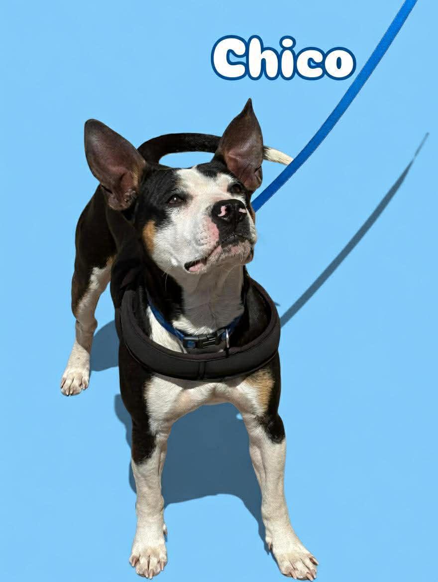 Chico, a ADOPTABLE mixed breed in Wichita Falls, TX image 2/5