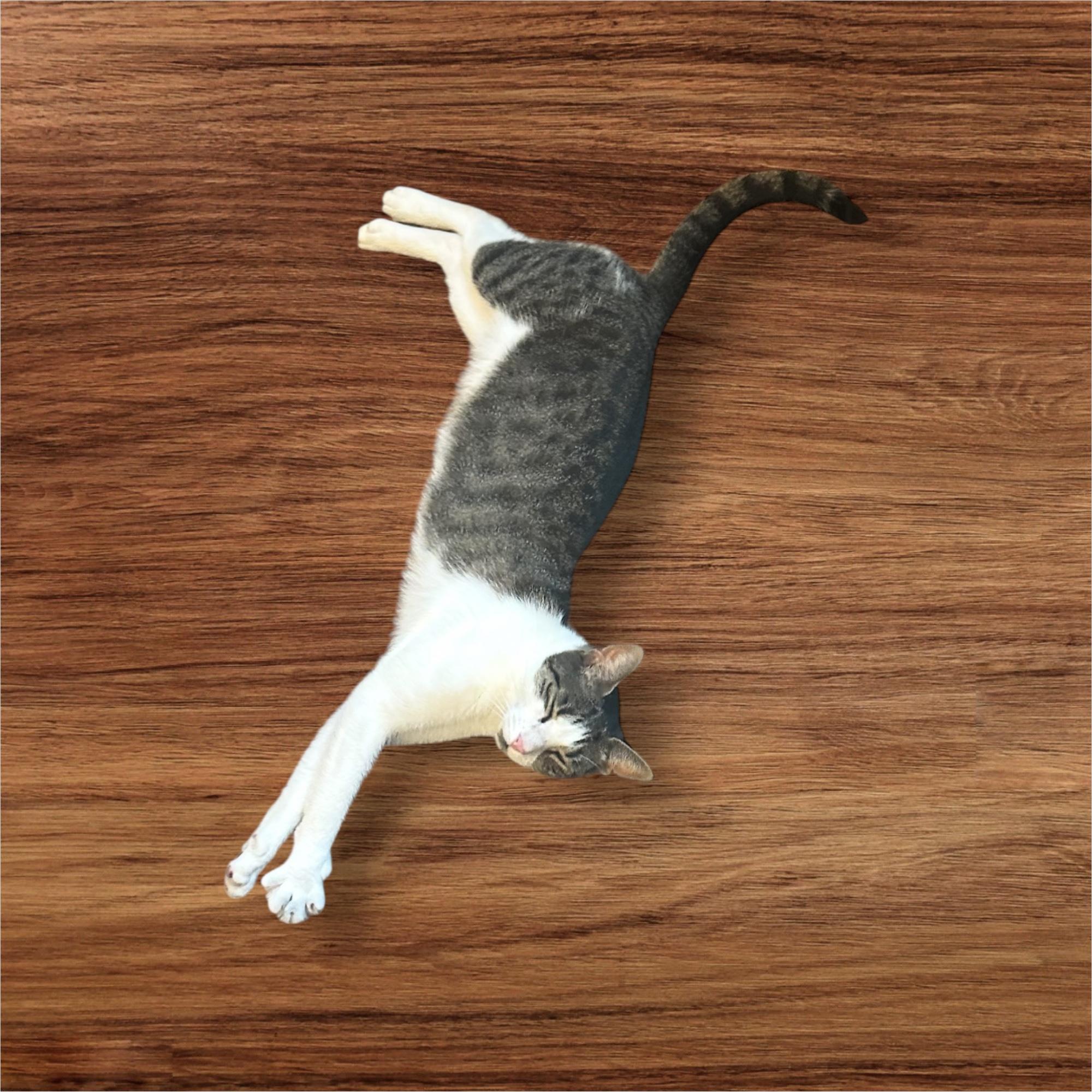 Poet, Adoptable, Young Female American Shorthair.