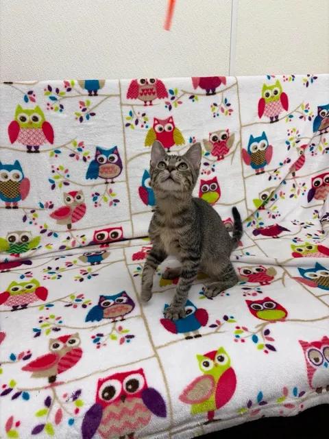 Cortado, Adoptable, Young Male Domestic Medium Hair.