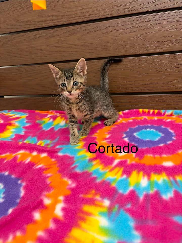 Enlarge Cortado, a Adoptable Domestic Medium Hair in Port Lavaca, TX image 1/1