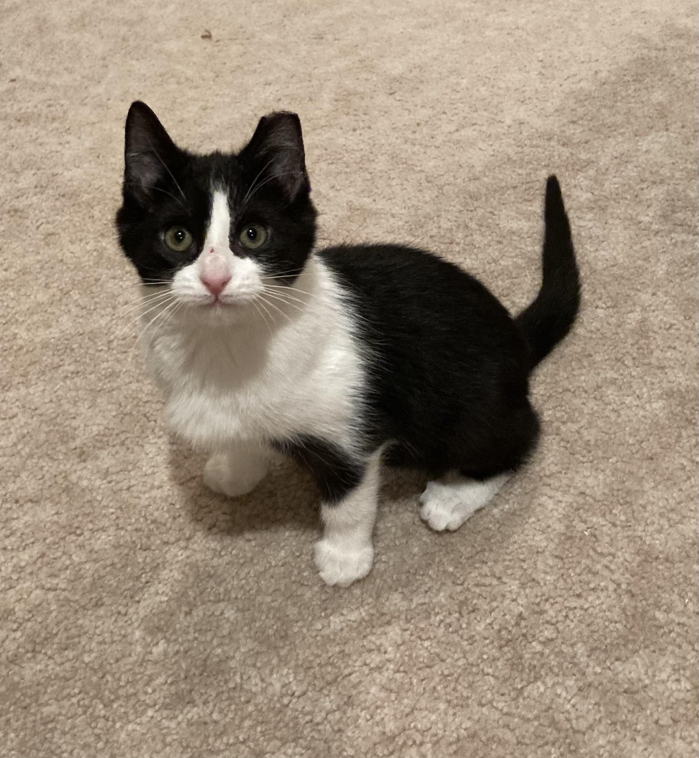 Enlarge Alex, a Adoptable Domestic Short Hair in Canal Fulton, OH image 1/2