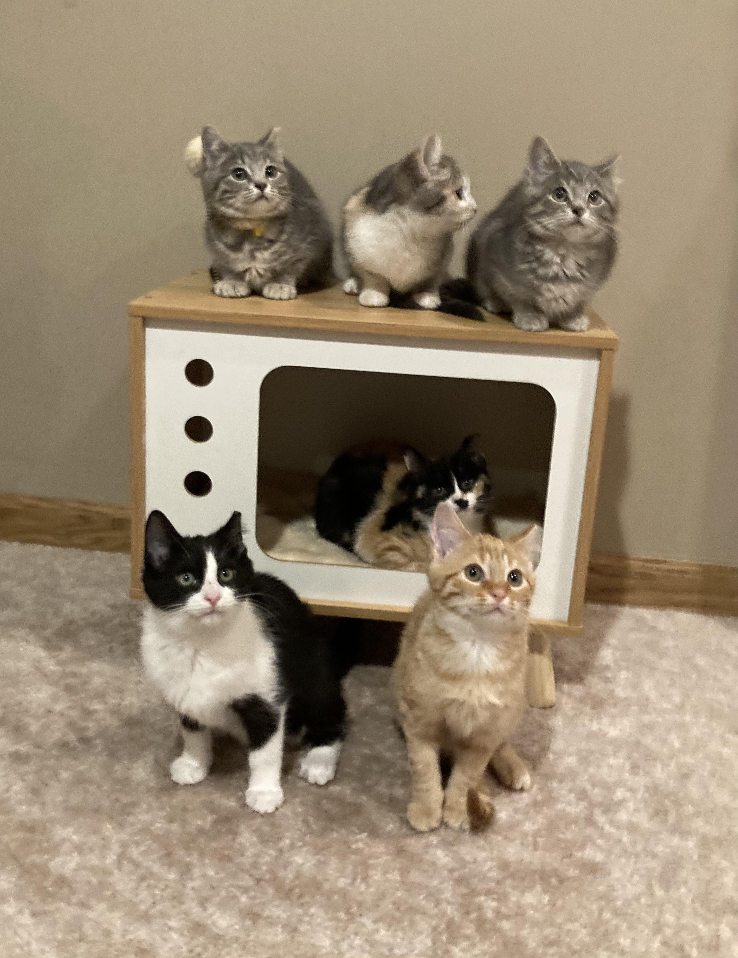 Enlarge Alex, a Adoptable Domestic Short Hair in Canal Fulton, OH image 2/2