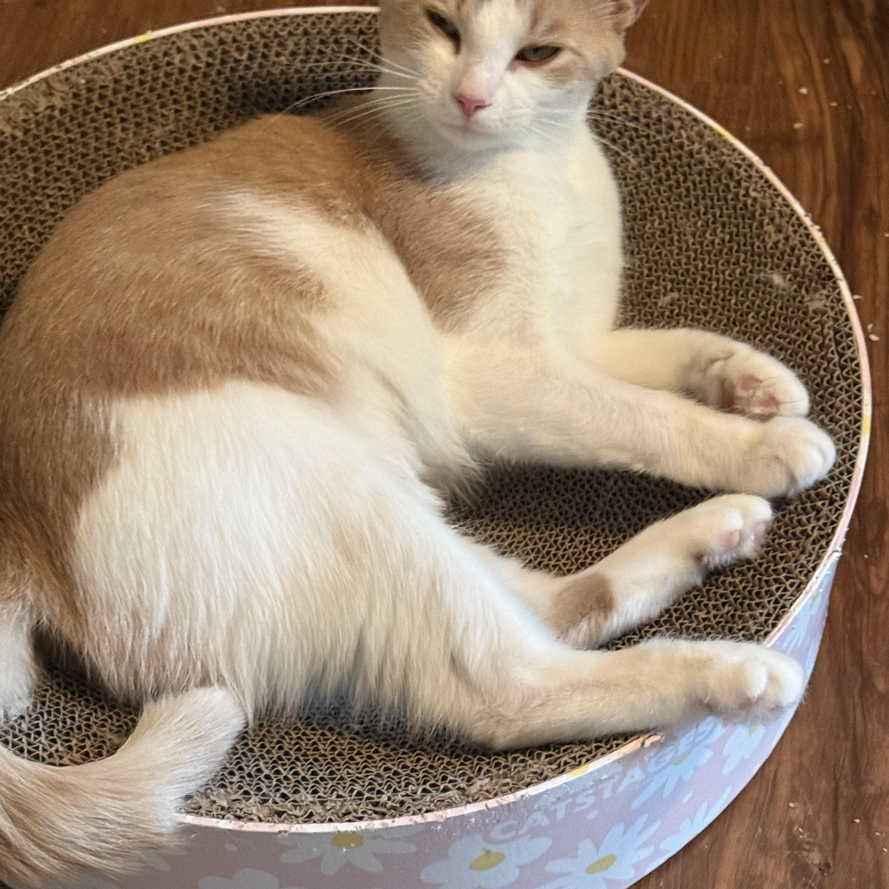 Sunshine, Adoptable, Adult Female Domestic Short Hair.