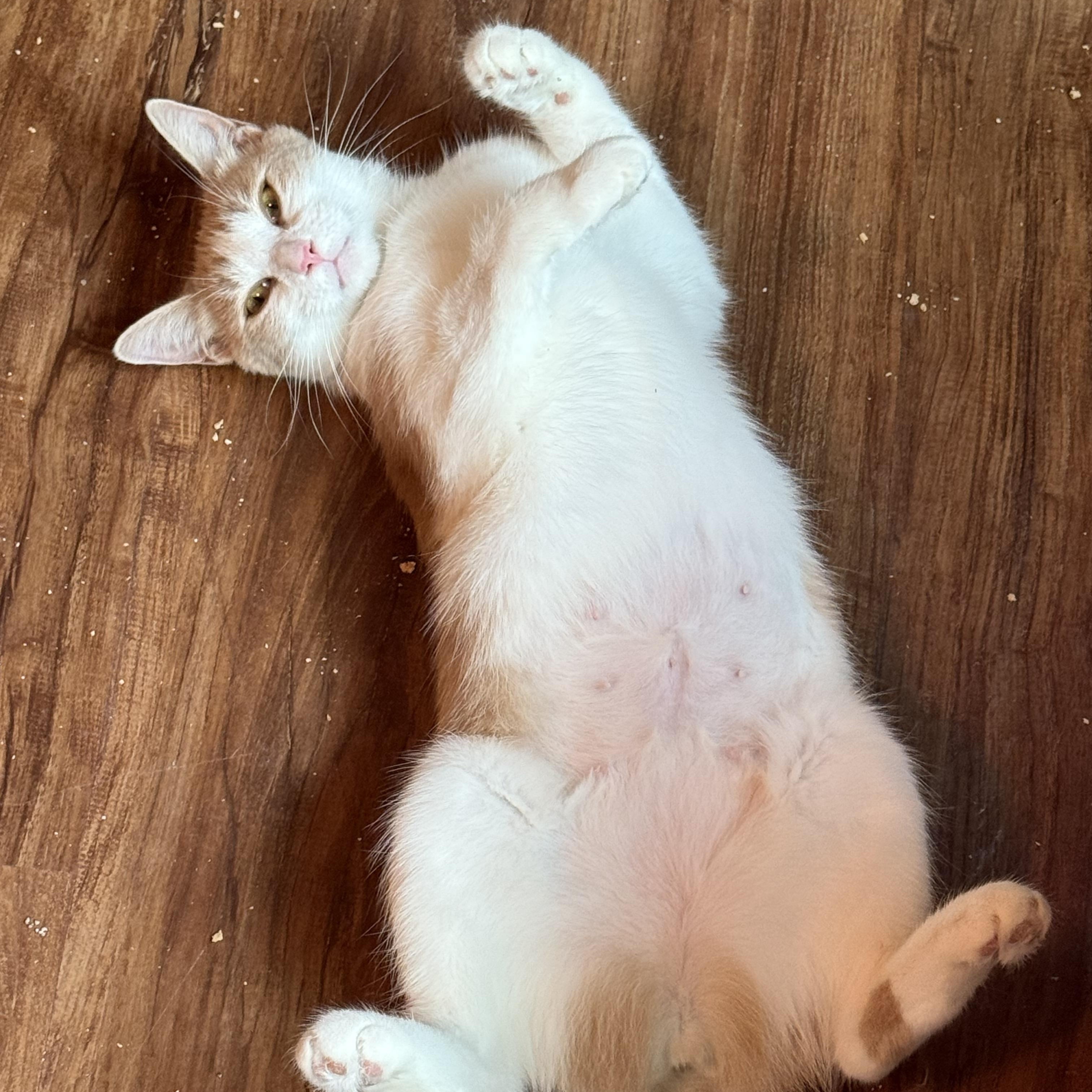 Sunshine, a Adoptable Domestic Short Hair in Plainfield, IL image 2/6