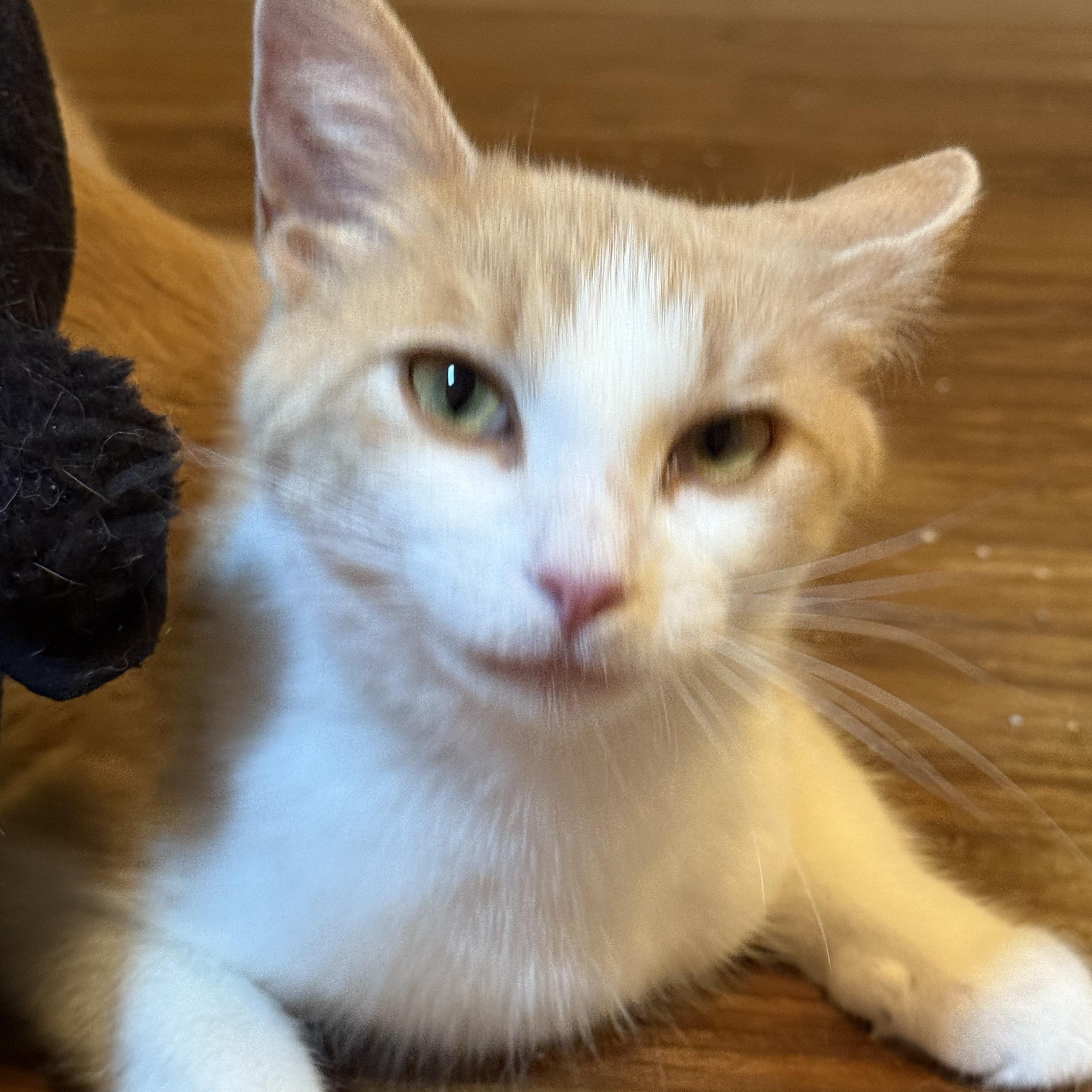 Sunshine, a Adoptable Domestic Short Hair in Plainfield, IL image 3/6