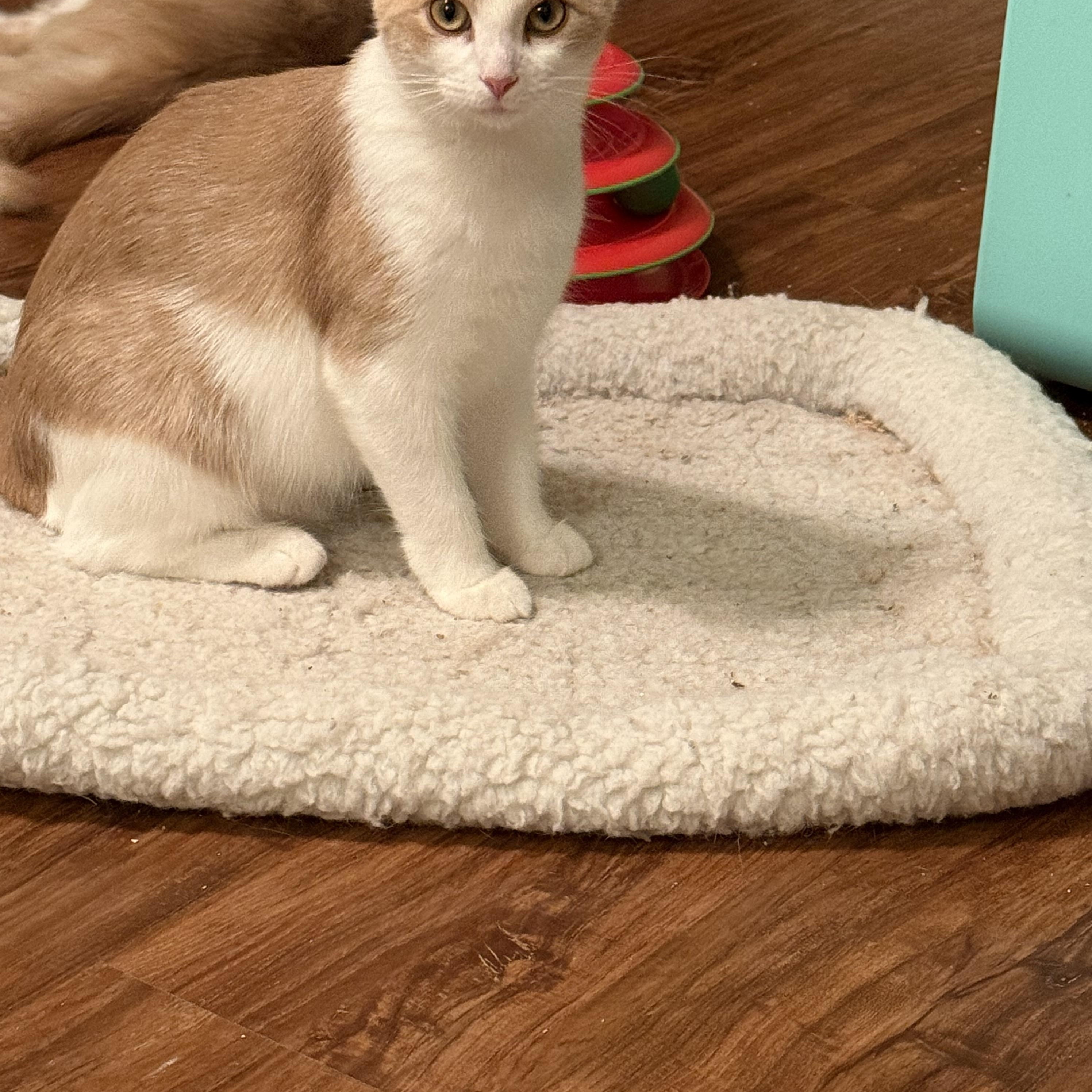 Sunshine, a Adoptable Domestic Short Hair in Plainfield, IL image 4/6