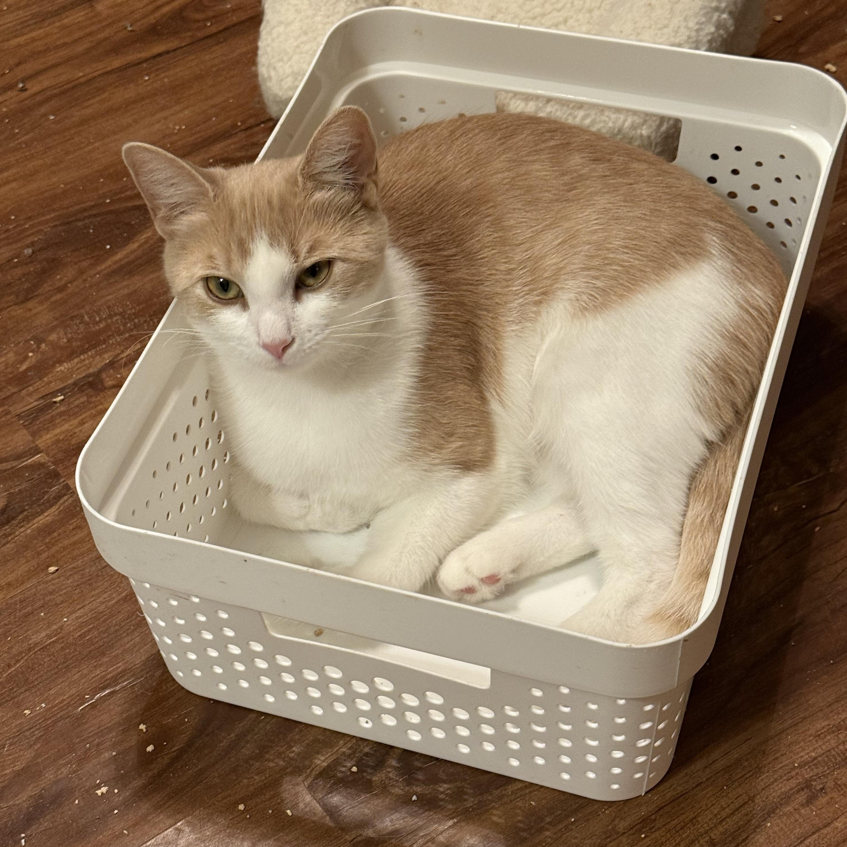 Sunshine, a Adoptable Domestic Short Hair in Plainfield, IL image 5/6