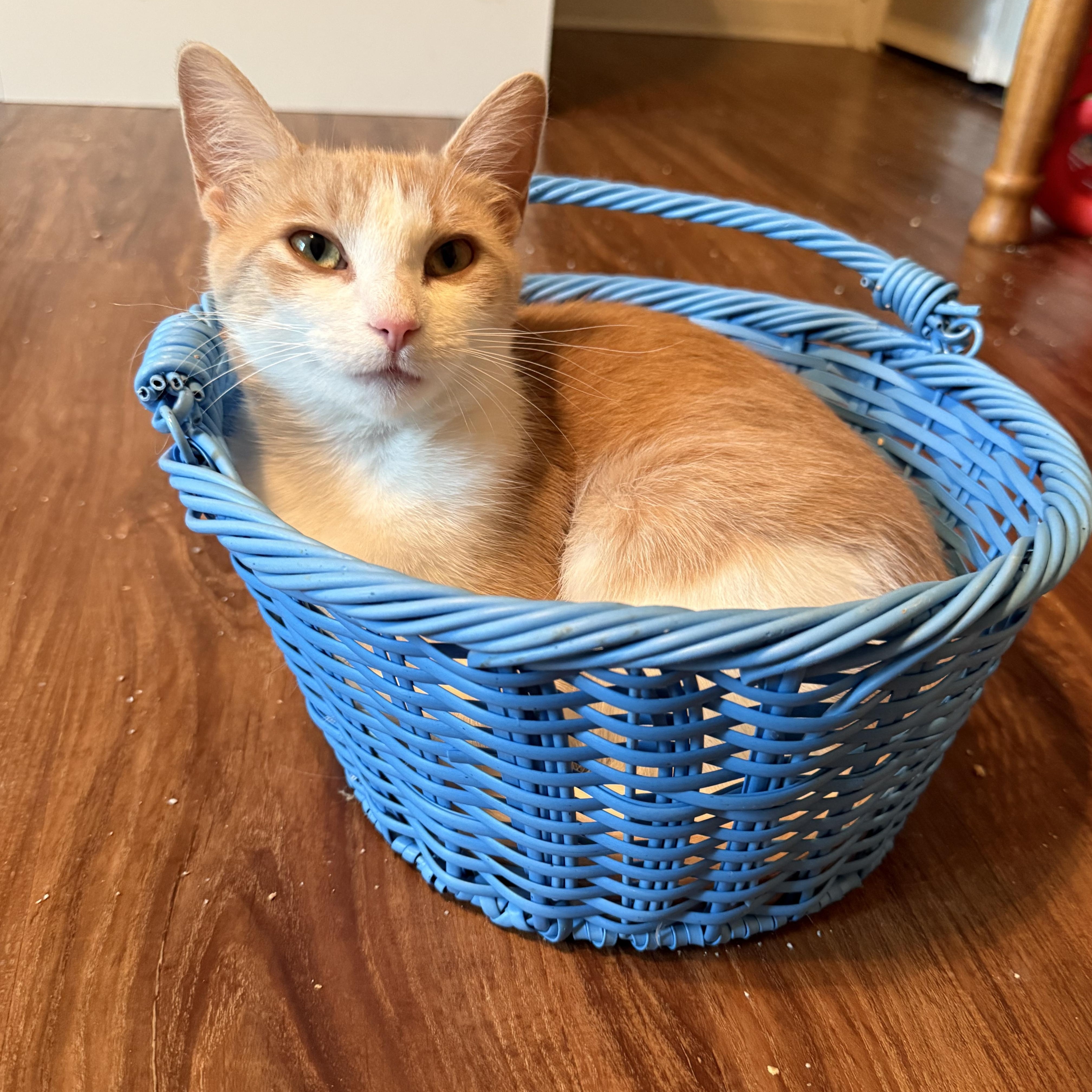 Sunshine, a Adoptable Domestic Short Hair in Plainfield, IL image 6/6