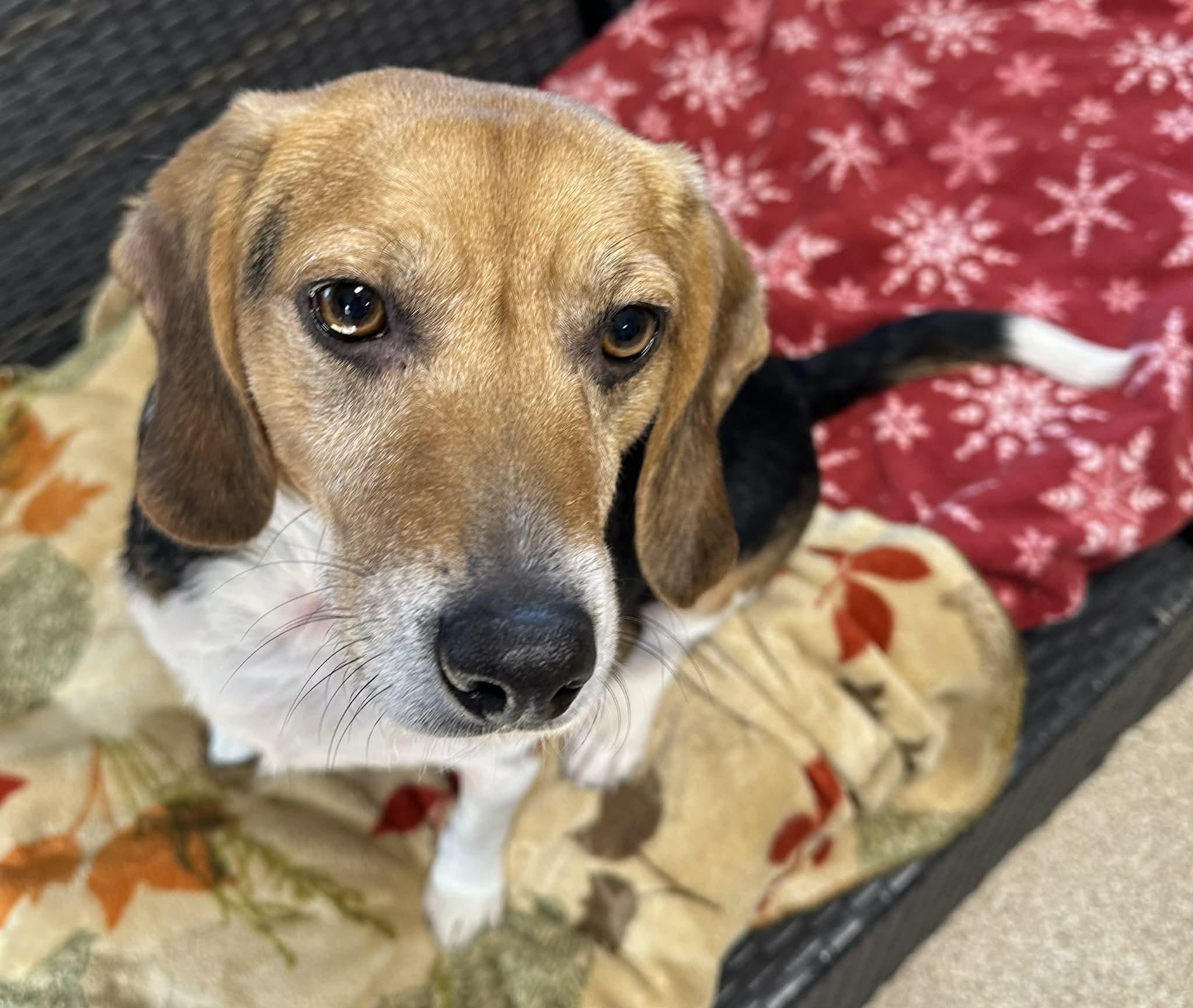 Enlarge Ollie, a ADOPTABLE Beagle in Sunderland, MD image 2/3
