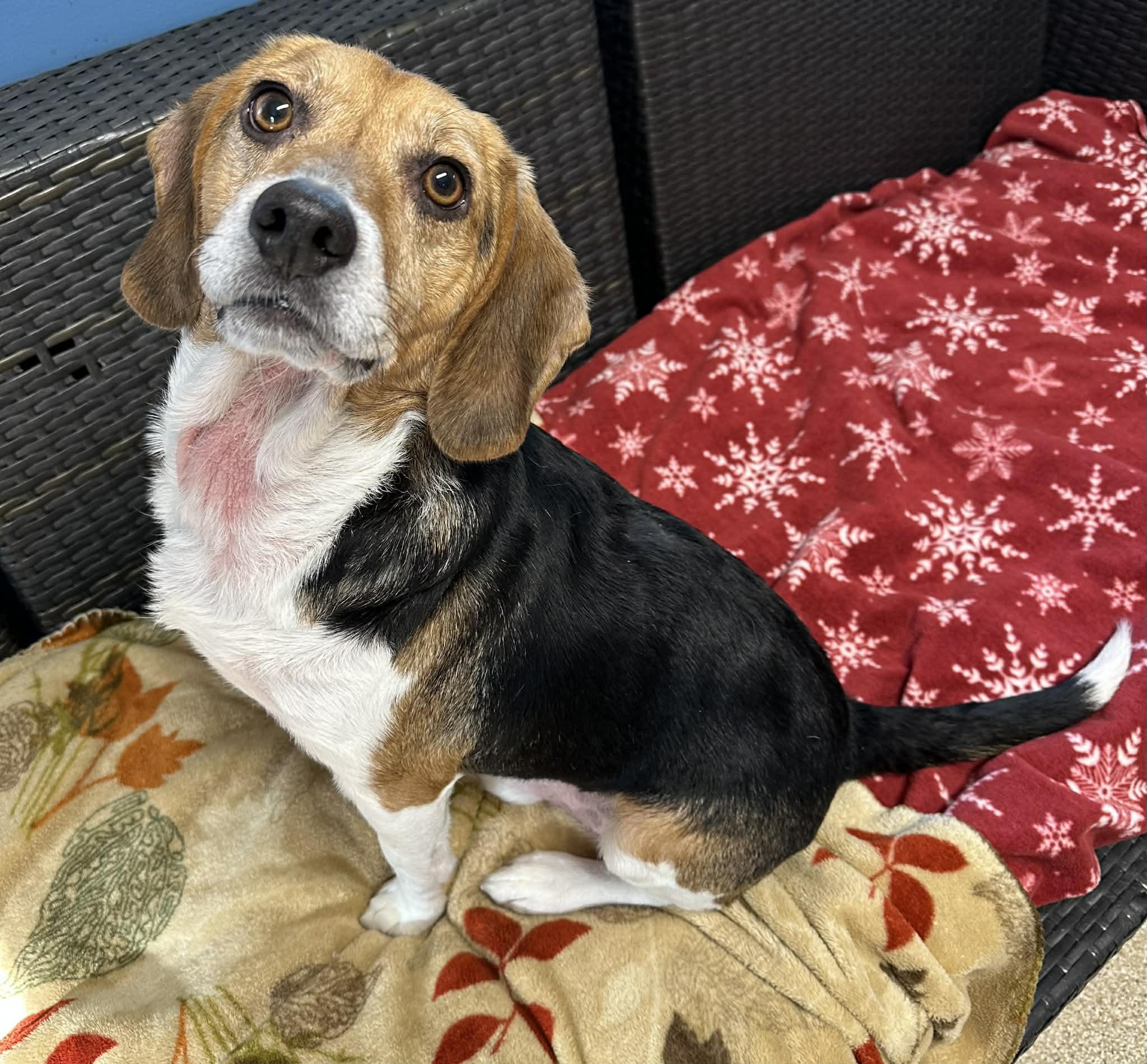 Enlarge Ollie, a ADOPTABLE Beagle in Sunderland, MD image 3/3