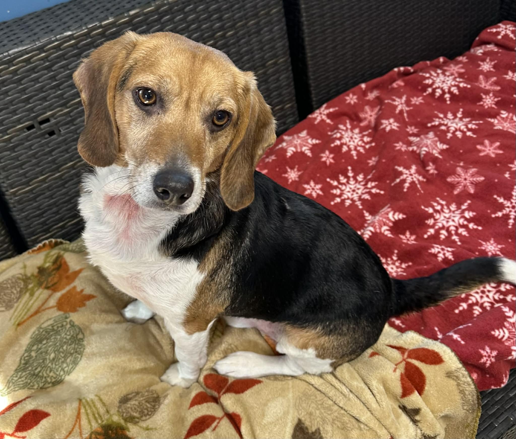 Enlarge Ollie, a ADOPTABLE Beagle in Sunderland, MD image 1/3