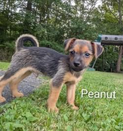 peanut
