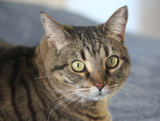 Nali, Adoptable, Adult Female Domestic Short Hair.
