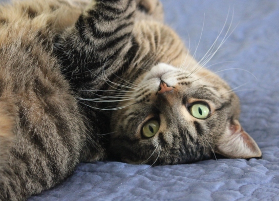 Nali, a Adoptable Domestic Short Hair in Verdun, QC image 2/8