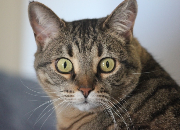 Nali, a Adoptable Domestic Short Hair in Verdun, QC image 3/8